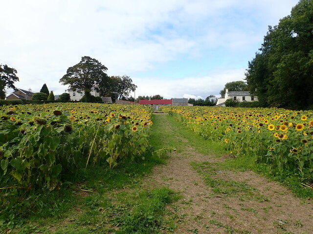 A Field of Sunflowers on Church Hill, Maghera