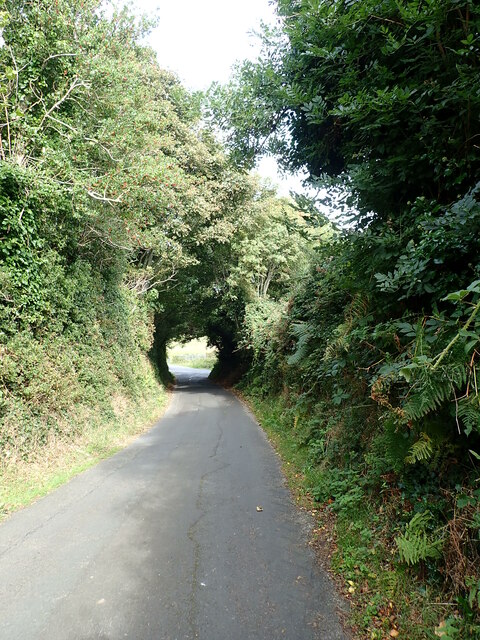 Tree tunnel on the descending Church Hill Road, Maghera