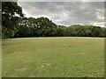 Sheep grazing by Thrift Wood