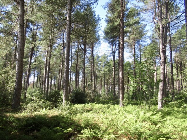 Tentsmuir Forest © Richard Webb cc-by-sa/2.0 :: Geograph Britain and ...