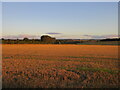 Stubble field east of Dunning