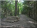 Track in Fosse Wood