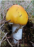 NJ0040 : Fungus by Anne Burgess