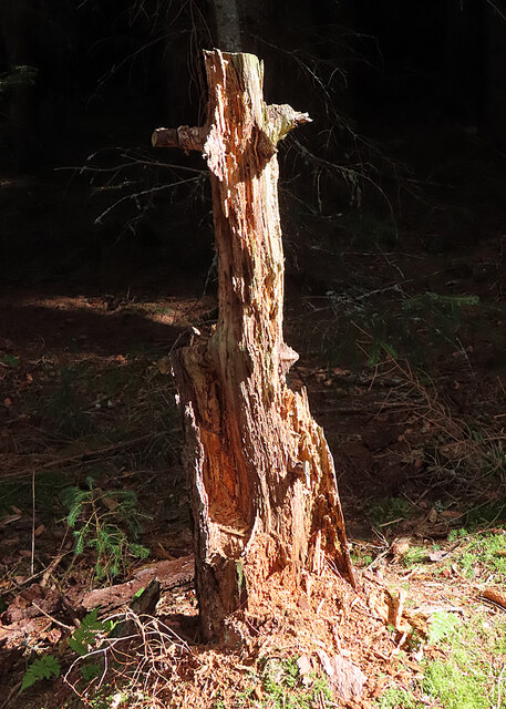 Tree Stump (2)