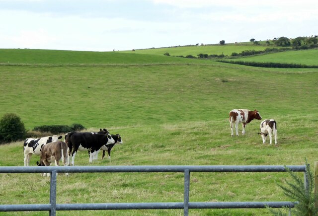 Cattle in pasture 