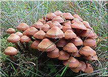 NJ0228 : Fungi by Anne Burgess