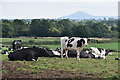 Cows at Church Farm, with distant view of The Wrekin