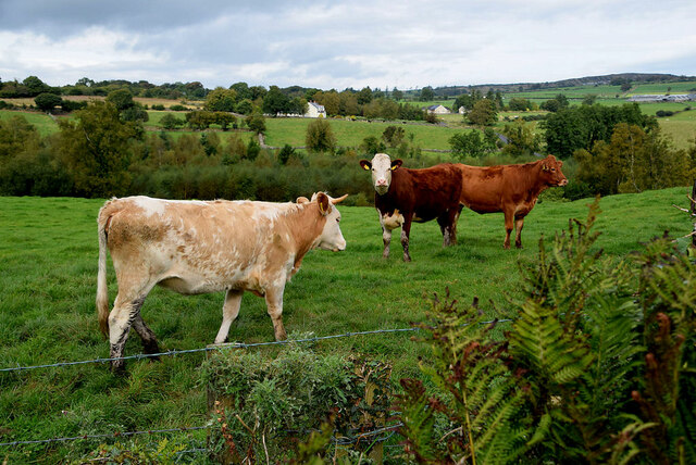 Cattle, Envagh