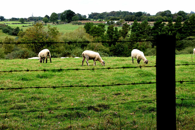 Sheep behind a wire fence, Envagh