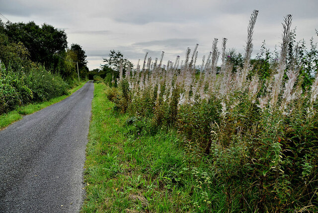 Rosebay willowherb along Lough Road