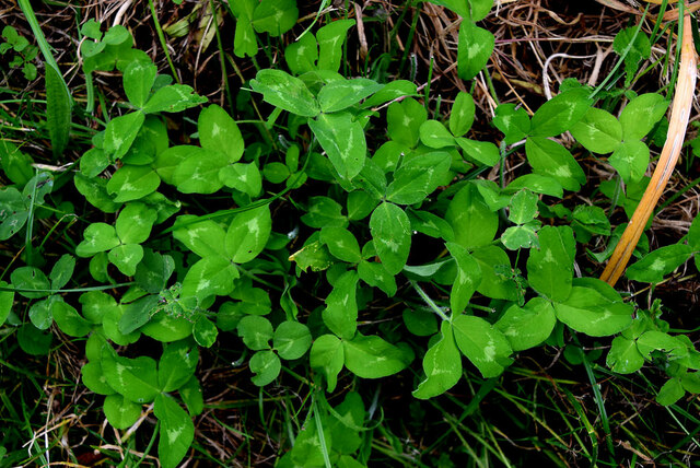 Red clover leaves, Envagh