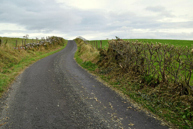 Trimmed hedges along Lough Road