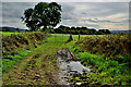 Muddy entrance to field, Drumlegagh