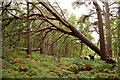 Toppled Scots Pine near Loch Lundie