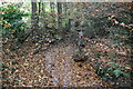 Woodland stream, Angley Wood