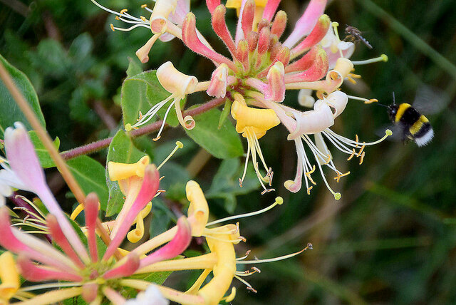 White tailed bee lands on honeysuckle, Drumlegagh