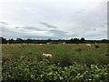 Sheep grazing near Caldronlee