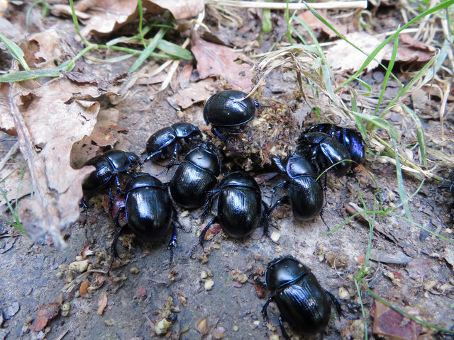 Dung beetles in the Forest of Dean