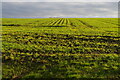 TM3865 : Newly-sown field off Tiggins Lane by Christopher Hilton