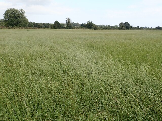 Cereal crop in field with the remains of the Maghera Round Tower