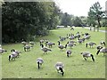 Canada Geese, Llyn y Fendrod, Llansamlet, Swansea