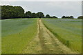 Footpath through flax