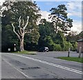 Dead tree, Moreton, Dorset