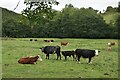 Cows in meadow below Nind