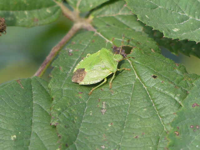 Green Shieldbug in hedge