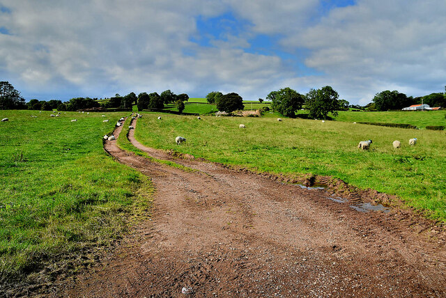 Muddy track in field, Townagh © Kenneth Allen :: Geograph Ireland