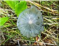 Tiny toadstool on the edge of Ellenden Wood, Yorkletts