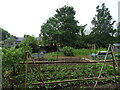 Allotments beside National Cycle Route 4, Maidenhead