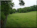 Grazing beside Henley Road