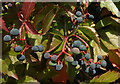 SX9065 : Virginia Creeper berries, Torre by Derek Harper
