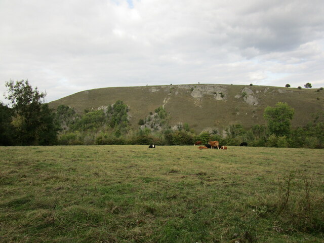 Cattle and crags above Netherdale Farm