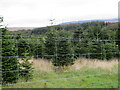 Christmas tree farm at Garrocher