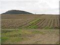 Potato field near Balquharn