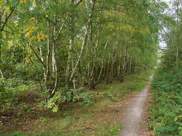 Silver birch trees beside a footpath
