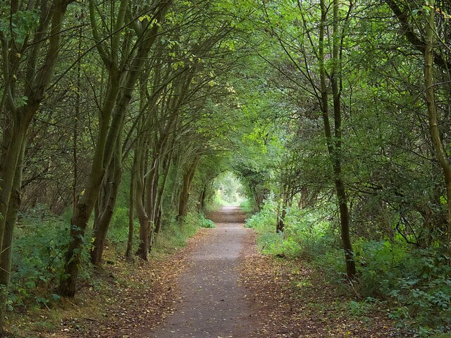 Tree tunnel on the Old Mineral Line... © Graham Hogg :: Geograph ...