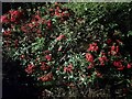 Cotoneaster bush on Hendon Lane, Finchley