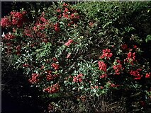 TQ2489 : Cotoneaster bush on Hendon Lane, Finchley by David Howard