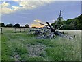 Felled dead tree by Larkin