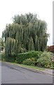 Willow tree on Stratton Road, Princes Risborough