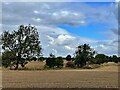 Hedgerow between stubble fields