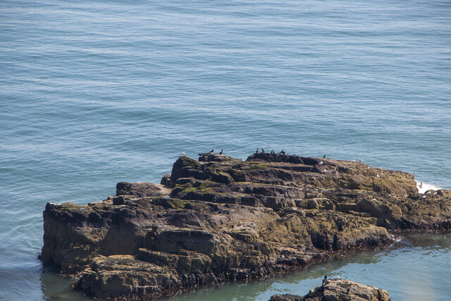 Seabirds on an unnamed island near Prail Castle promontory, Angus