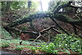 Fallen tree on Pink Road, Parslow