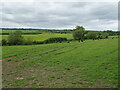 Grazing near the River Thame