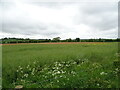 Oilseed rape crop off Watlington Road