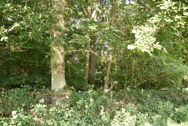 Stow Coppice