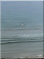 SM7624 : Three brave souls taking a morning dip at Caerfai beach by Eirian Evans